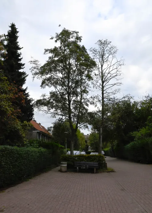 Pilar